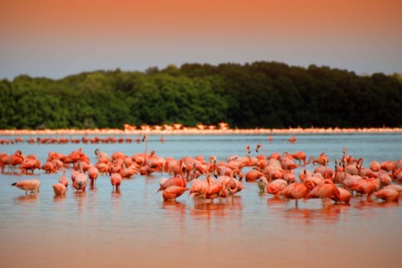 https://qa.yucatan.travel/wp-content/uploads/2019/11/rio-de-los-flamingos-celestun-yucatan-450x300.jpg