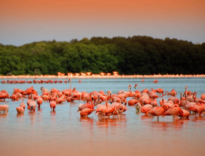 https://qa.yucatan.travel/wp-content/uploads/2019/11/rio-de-los-flamingos-celestun-yucatan-703x535.jpg