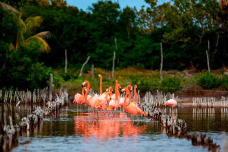 https://qa.yucatan.travel/wp-content/uploads/2020/03/RivieraYucat-n-Fauna-Flamingos-DzilamdeBravo-01-450x300.jpg